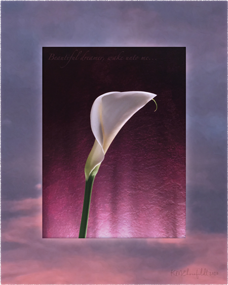 Digital composite painting featuring a calla lily bud on a sunset background in blue-violet to coral hues with "Beautiful Dreamer, wake unto me," lyrics.