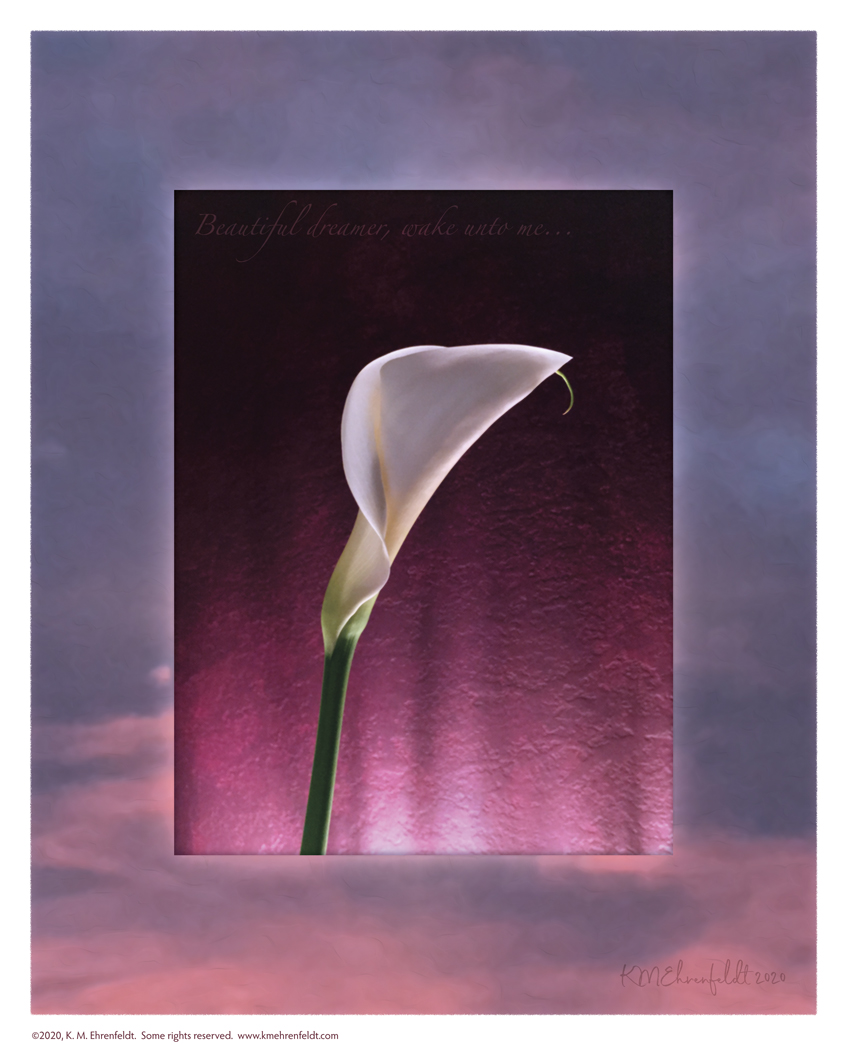 Digital composite painting featuring a calla lily bud on a sunset background in blue-violet to coral hues with "Beautiful Dreamer, wake unto me," lyrics.