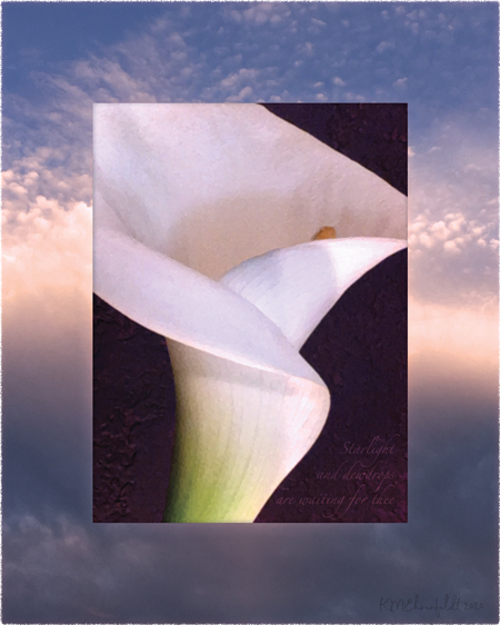 Digital composite painting featuring a close up calla lily on a sunset background in cerulean blue to creamy hues with "Starlight and dewdrops are waiting for thee;" lyrics.