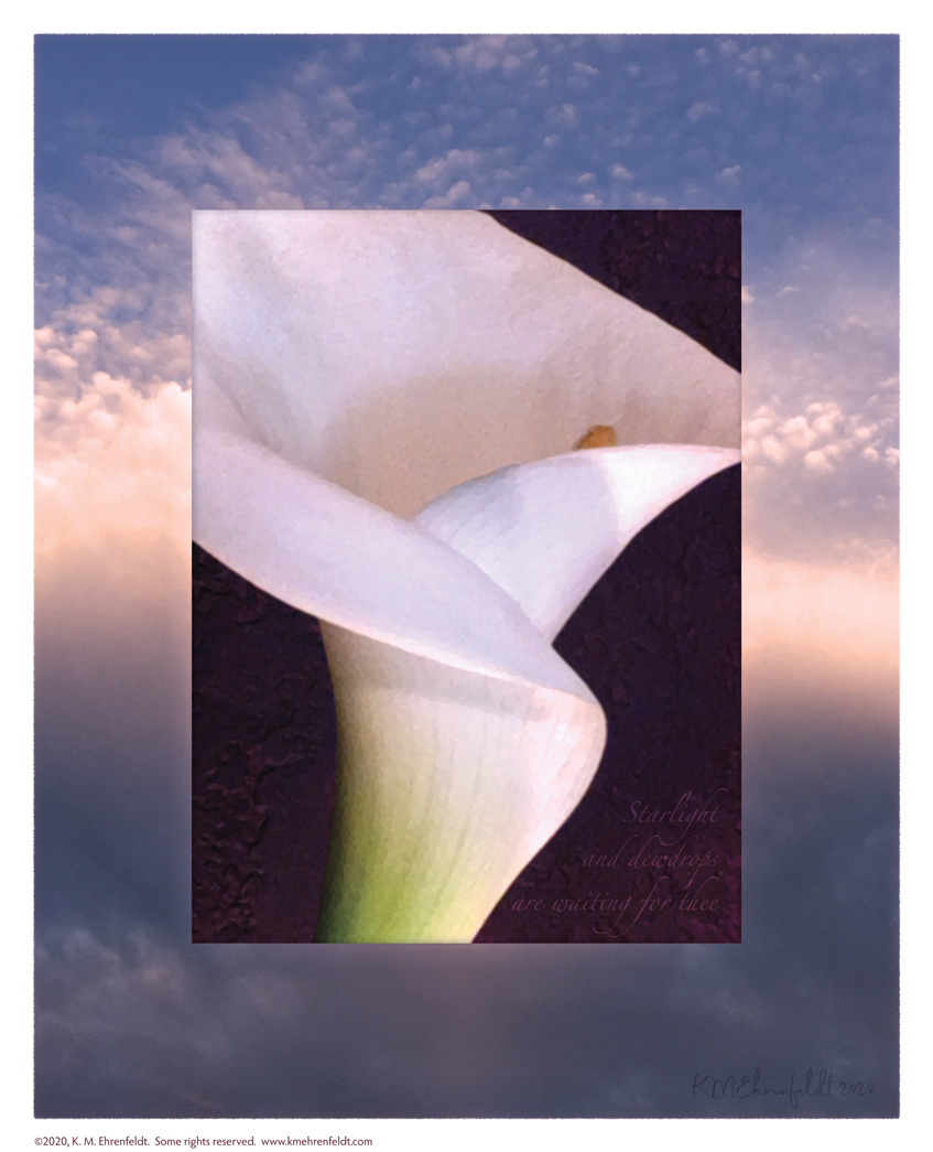 Digital composite painting featuring a close up calla lily on a sunset background in cerulean blue to creamy hues with "Starlight and dewdrops are waiting for thee;" lyrics.
