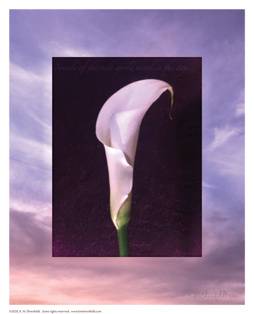 Digital composite painting featuring a calla lily bud on a sunset background in cloudy sky blue to golden hues with "Sounds of the rude world heard in the day;" lyrics.