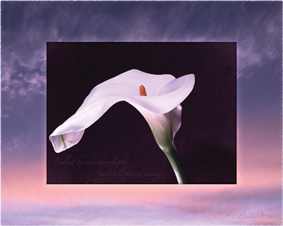 Digital composite painting featuring an open calla lily on a sunset background of a deep blue clouded sky with a band of golden peach hues near the base, with "Lull’d by the moonlight have all passed away!" lyrics.