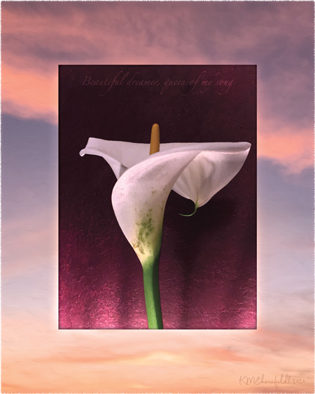 Digital composite painting featuring an upright opened calla lily with green speckles on a sunset background of pale blue and coral hued clouds, with "Beautiful dreamer, queen of my song" lyrics.