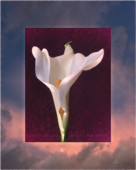 Digital composite painting featuring the scalloped shaped calla lily petals opening up on a sunset background of deep blue sky above to rosy hued clouds at the horizon, with "Gone are the cares of life’s busy throng" lyrics.
