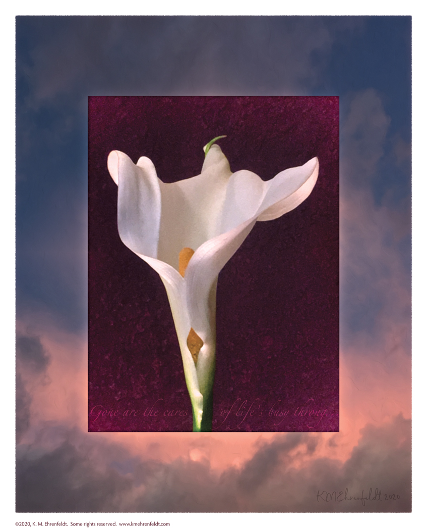 Digital composite painting featuring the scalloped shaped calla lily petals opening up on a sunset background of deep blue sky above to rosy hued clouds at the horizon, with "Gone are the cares of life’s busy throng" lyrics.