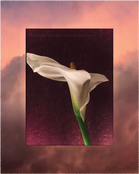 Digital composite painting featuring the profile of a fully opened calla lily on a sunset background of vibrant to deep coral hued clouds, with "Beautiful dreamer, awake unto me" lyrics.