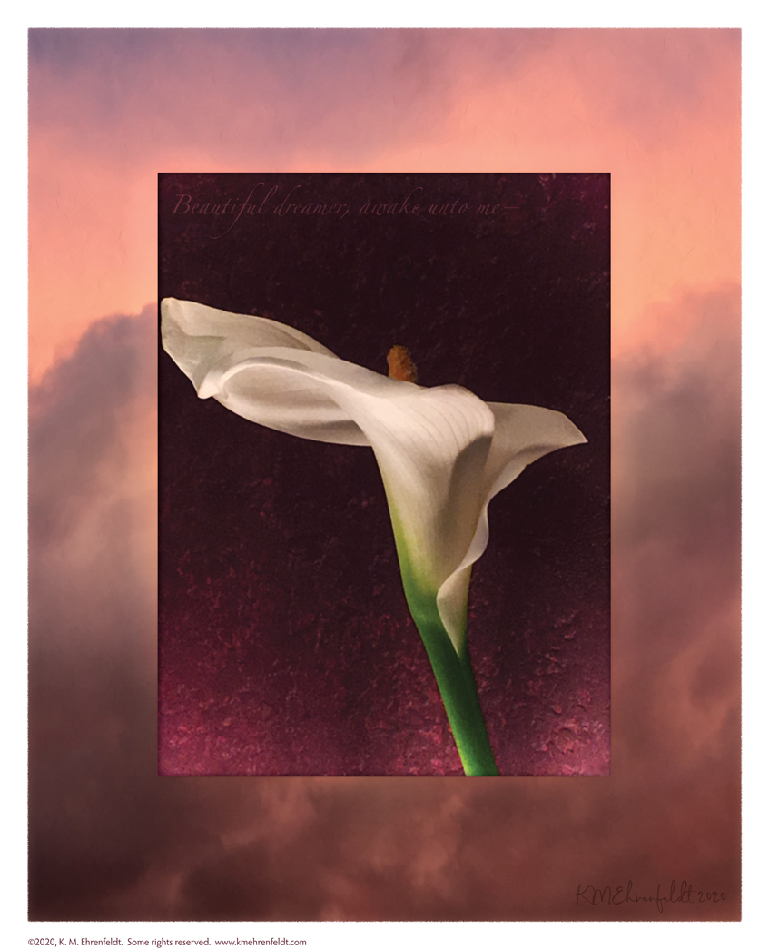 Digital composite painting featuring the profile of a fully opened calla lily on a sunset background of vibrant to deep coral hued clouds, with "Beautiful dreamer, awake unto me" lyrics.