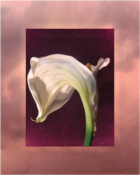 Digital composite painting featuring the ridged petals of a fully opened calla lily on a sunset background of rosy coral hued clouds, with "Beautiful dreamer, awake unto me!" lyrics.