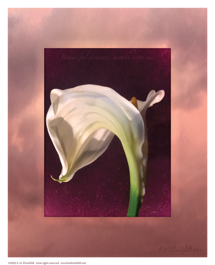 Digital composite painting featuring the ridged petals of a fully opened calla lily on a sunset background of rosy coral hued clouds, with "Beautiful dreamer, awake unto me!" lyrics.
