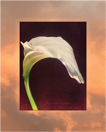 Digital composite painting featuring the ridged petals of an arching calla lily on a sunset background of golden hued clouds, with "Beautiful dreamer, out on the sea" lyrics.