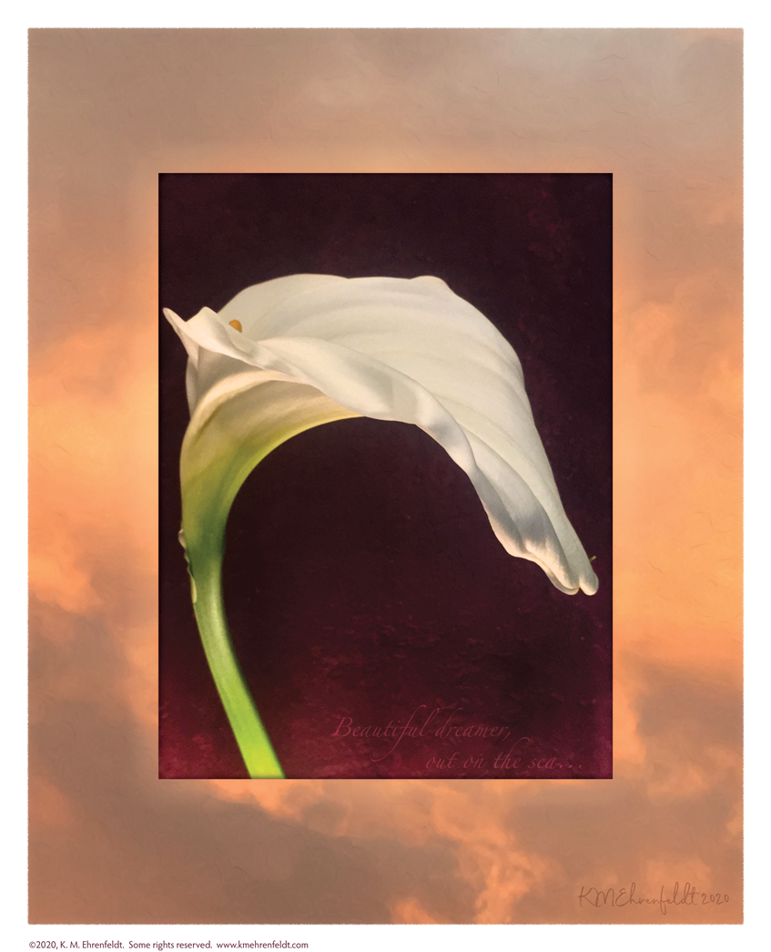 Digital composite painting featuring the ridged petals of an arching calla lily on a sunset background of golden hued clouds, with "Beautiful dreamer, out on the sea" lyrics.