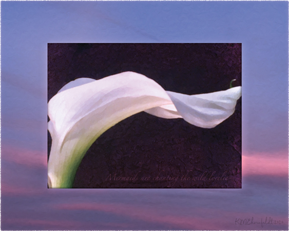 Digital composite painting featuring the ridged petals of an calla lily in a horizontal wave, on a sunset background of sky blue with pink banded clouds, with "Mermaids are chanting the wild lorelie;" lyrics.
