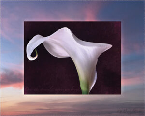 Digital composite painting focused on the underneath edges of a curving calla lily's petals, on a sunset background of sky and clouds in blues, pinks, golds, and grays; with "Over the streamlet vapors are borne" lyrics.