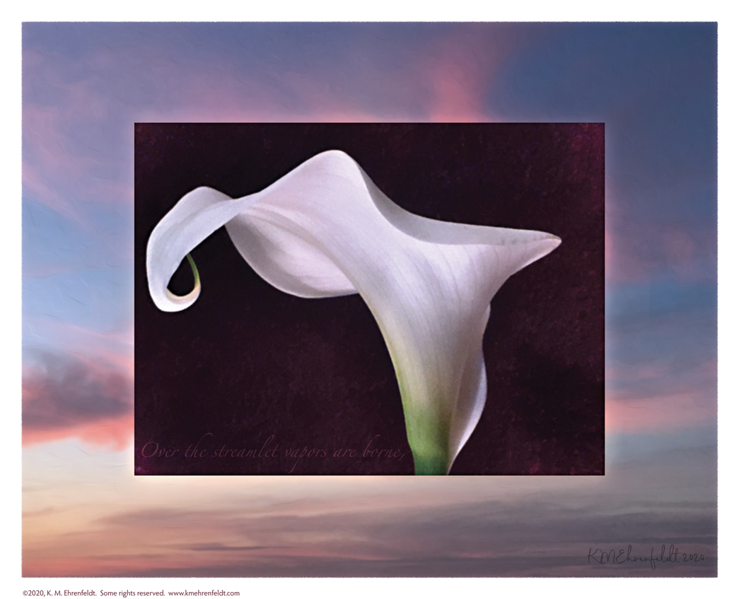 Digital composite painting focused on the underneath edges of a curving calla lily's petals, on a sunset background of sky and clouds in blues, pinks, golds, and grays; with "Over the streamlet vapors are borne" lyrics.