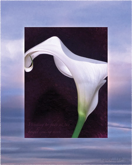 Digital composite painting focused on the underneath edges of a curving calla lily's petals, on a sunset background of blue sky and clouds with a watery texture; with "Waiting to fade at the bright coming morn" lyrics.