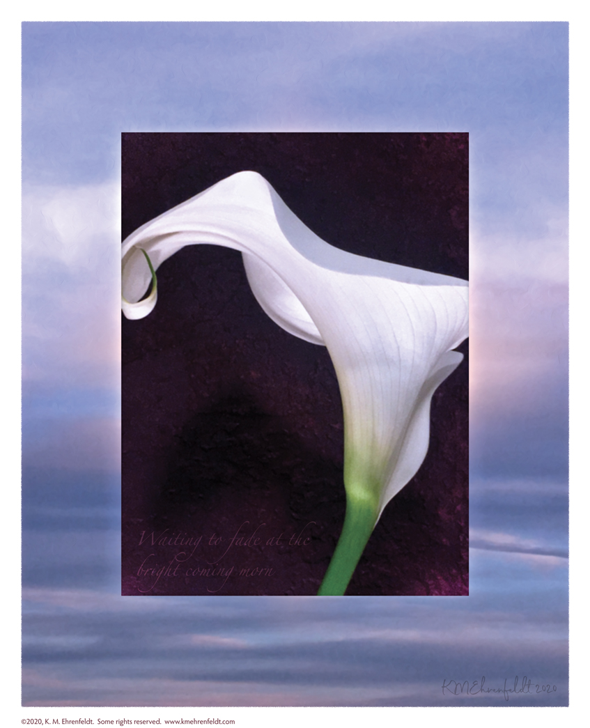 Digital composite painting focused on the underneath edges of a curving calla lily's petals, on a sunset background of blue sky and clouds with a watery texture; with "Waiting to fade at the bright coming morn" lyrics.