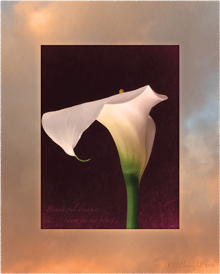 Digital composite painting focused on the curving edge of a calla lily, on a sunset background of golden clouds; with "Beautiful dreamer, beam on my heart" lyrics.