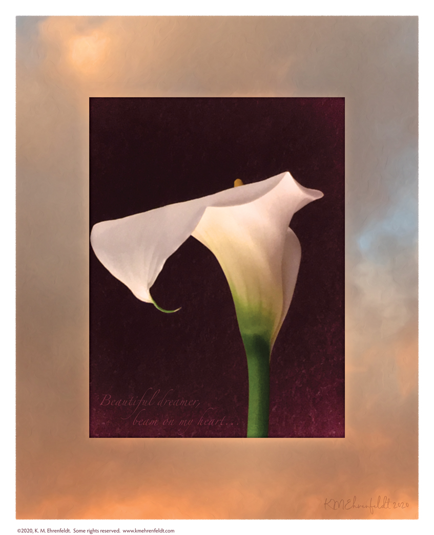 Digital composite painting focused on the curving edge of a calla lily, on a sunset background of golden clouds; with "Beautiful dreamer, beam on my heart" lyrics.