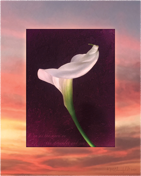 Digital composite painting features the spiral winding form of a calla lily unfurling, on a sunset background of vibrant rosy coral and golden clouds; with "E'en as the morn on the streamlet and sea;" lyrics.