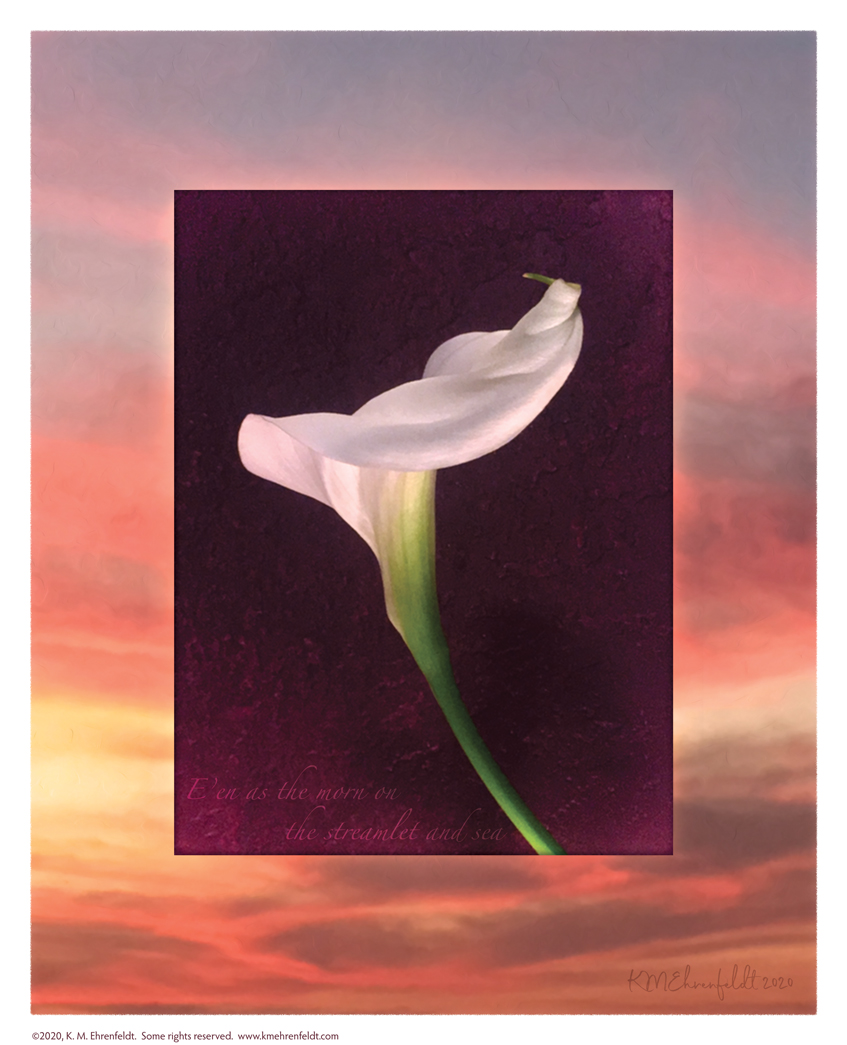 Digital composite painting features the spiral winding form of a calla lily unfurling, on a sunset background of vibrant rosy coral and golden clouds; with "E'en as the morn on the streamlet and sea;" lyrics.
