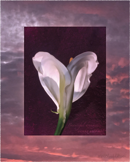 Digital composite painting looks up at the backlit arched form of a fully opened calla lily, on a blue-gray clouded sunset background with vibrant rosy coral highlights throughout the clouds; with "Beautiful dreamer, awake unto me!" lyrics.