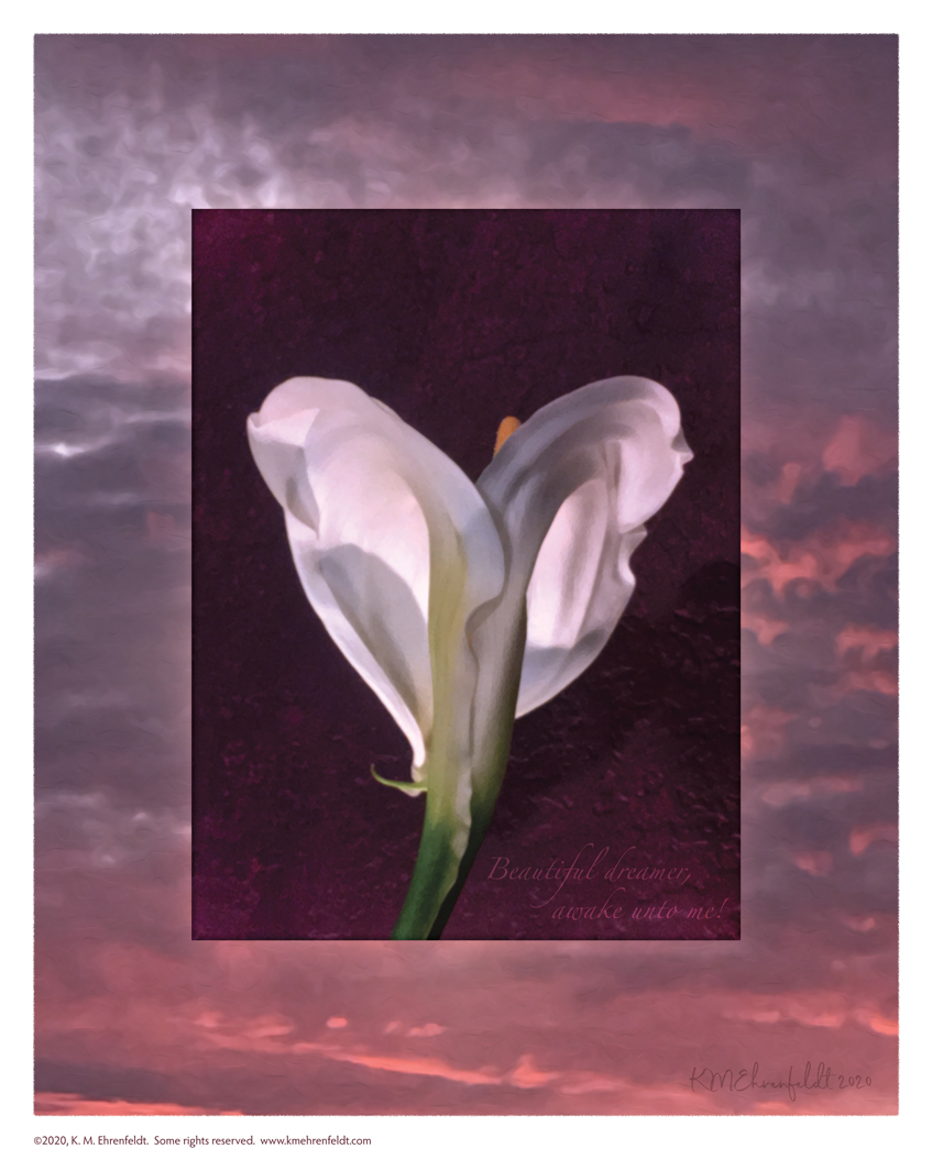 Digital composite painting looks up at the backlit arched form of a fully opened calla lily, on a blue-gray clouded sunset background with vibrant rosy coral highlights throughout the clouds; with "Beautiful dreamer, awake unto me!" lyrics.
