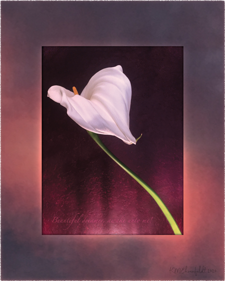 Digital composite painting looks down onto the graceful ridged heart form of a fully opened calla lily, that seems to be in flight on a deep blue-violet clouded sunset background with a vibrant rosy coral band of color diagonally across the clouds; with "Beautiful dreamer, awake unto me!" lyrics.