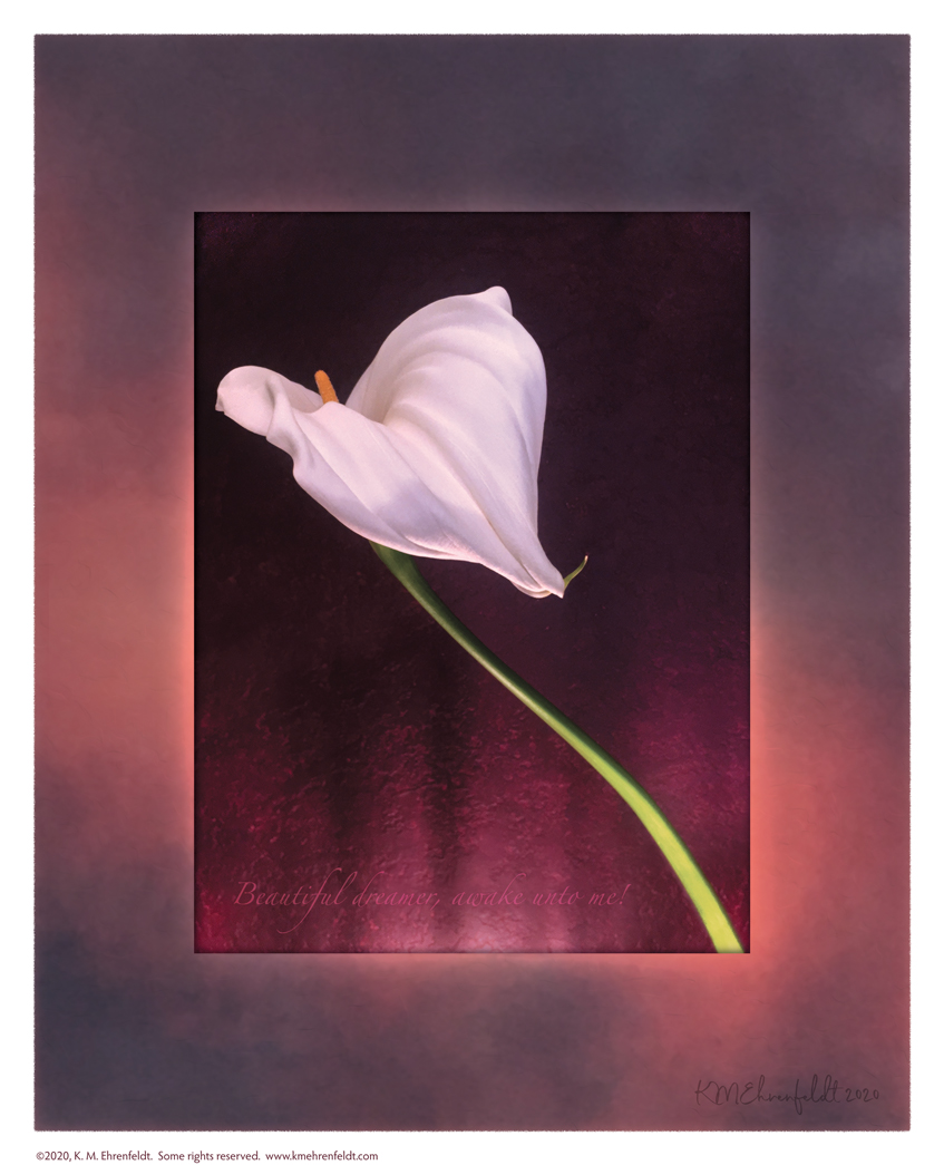 Digital composite painting looks down onto the graceful ridged heart form of a fully opened calla lily, that seems to be in flight on a deep blue-violet clouded sunset background with a vibrant rosy coral band of color diagonally across the clouds; with "Beautiful dreamer, awake unto me!" lyrics.