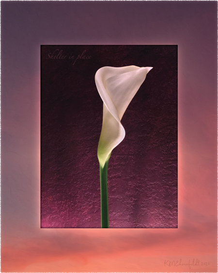 Digital composite painting featuring a calla lily bud on a sunset background in red-violet to rosy-orange hues with "Shelter In Place" words.