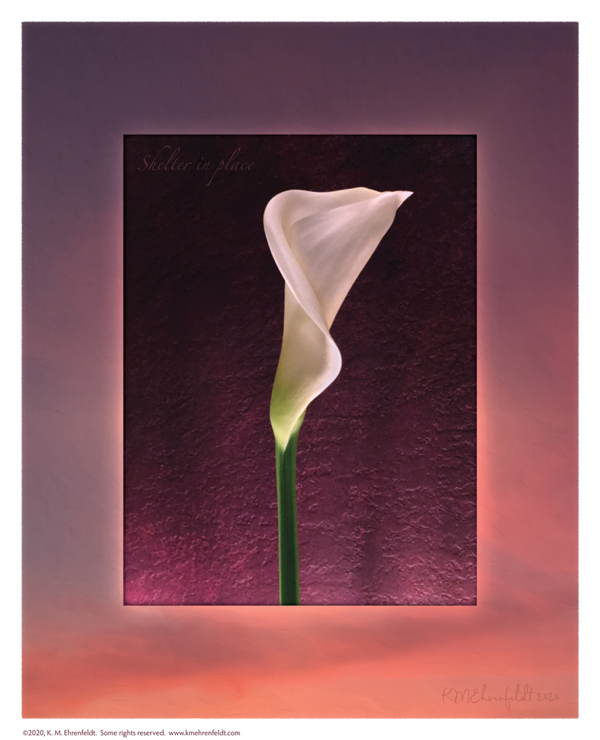 Digital composite painting featuring a calla lily bud on a sunset background in red-violet to rosy-orange hues with "Shelter In Place" words.