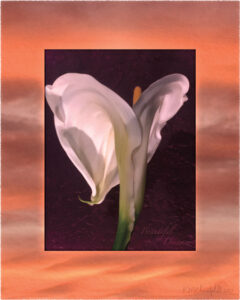 Digital composite painting featuring an arched back open calla lily on a sunset background in vibrant oranges with Digital composite painting featuring a calla lily bud on a sunset background in red-violet to rosy-orange hues with "Beautiful Dreamers" words.