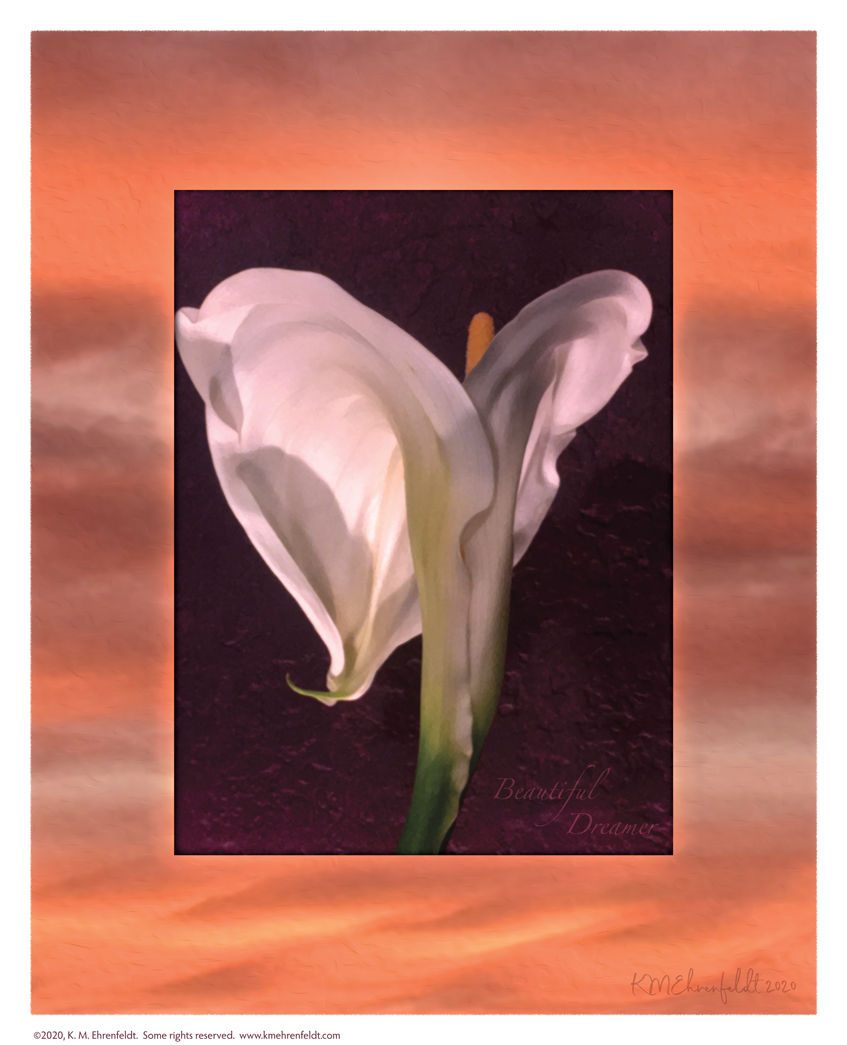 Digital composite painting featuring an arched back open calla lily on a sunset background in vibrant oranges with Digital composite painting featuring a calla lily bud on a sunset background in red-violet to rosy-orange hues with "Beautiful Dreamers" words.