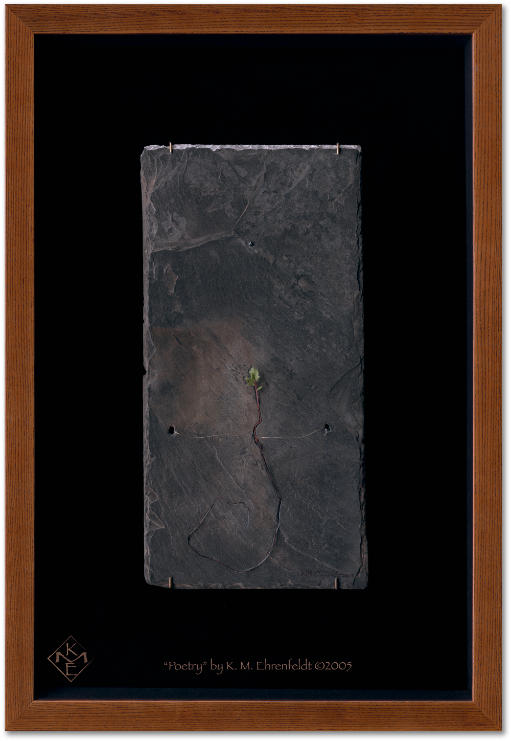 Centered in an oak shadow box with black velvet background is a weathered slate tile with oak seedling rising upward toward a hematite and the silver leaf edge of the slate above.
