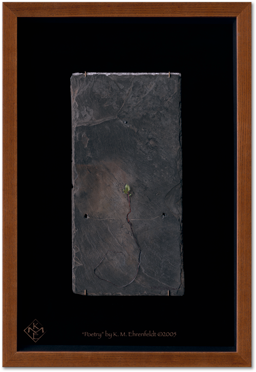 Centered in an oak shadow box with black velvet background is a weathered slate tile with oak seedling rising upward toward a hematite and the silver leaf edge of the slate above.